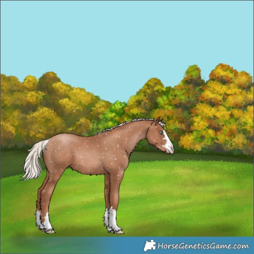 Horse Color:Silver Black Pearl Appaloosa 