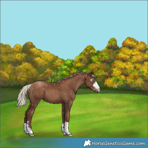 Horse Color:Gray Silver Black Pearl Snowflake Varnish 