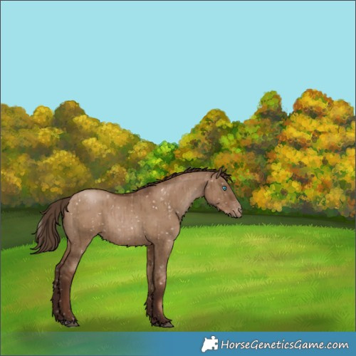 Horse Color:Gray Grullo Pearl Snowflake VarnishBrindle 
