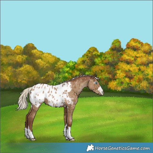Horse Color:Gray Silver Grullo Pearl Appaloosa Brindle 