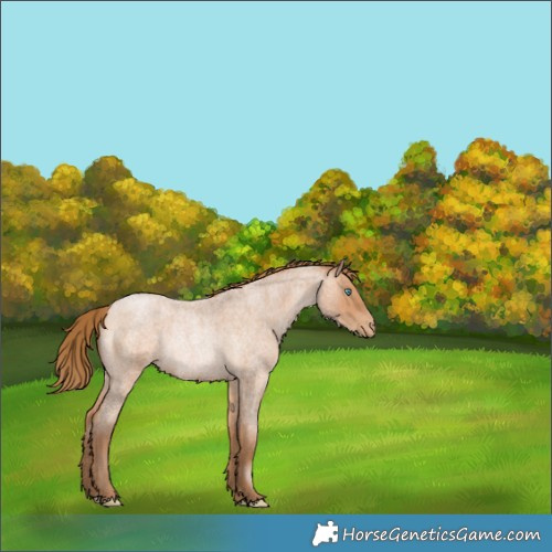 Horse Color:Brown Roan Pearl Rabicano 