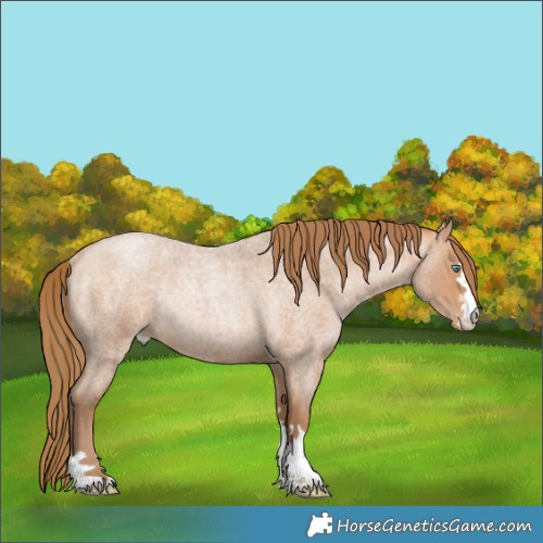 Horse Color:Brown Roan Pearl Rabicano 