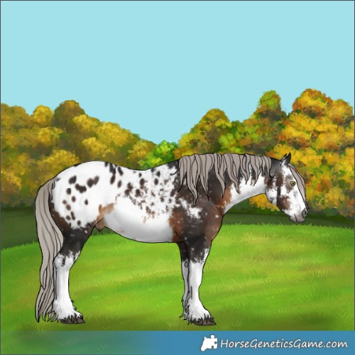 Horse Color:Gray White Spotted Silver Brown Blanket Rabicano 
