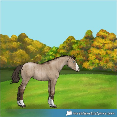 Horse Color:Gray Grullo Pearl Snowflake Varnish Rabicano Brindle 