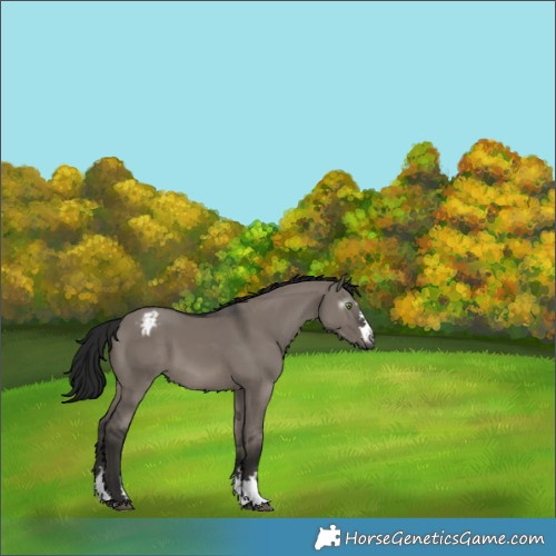 Horse Color:Gray Grullo Appaloosa 