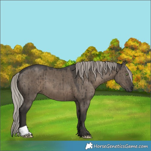 Horse Color:Gray Silver Grullo Brindle 