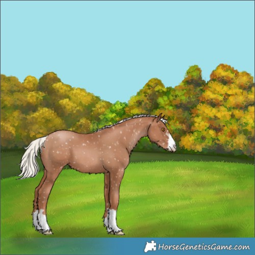 Horse Color:Silver Black Pearl Appaloosa 