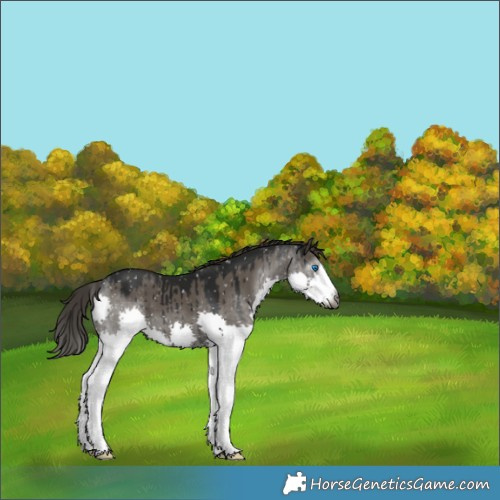 Horse Color:Gray Grullo Splash Appaloosa Brindle 