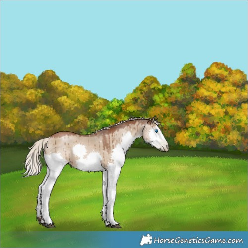 Horse Color:Gray Silver Grullo Pearl Splash Appaloosa Brindle 