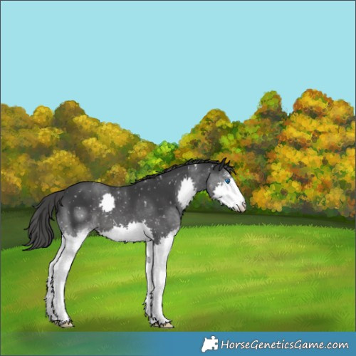 Horse Color:Black Splash Appaloosa 