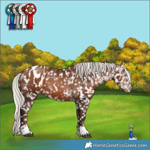 Horse Color:Gray Silver Brown Pearl Appaloosa 