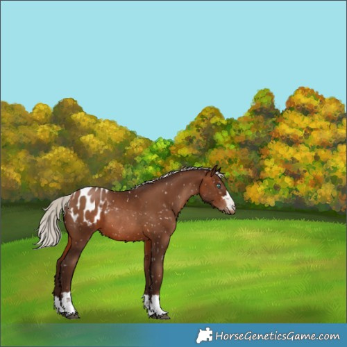 Horse Color:Gray Silver Brown Pearl Appaloosa 