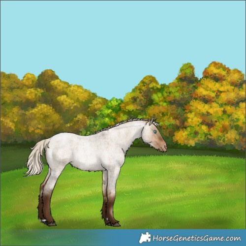 Horse Color:Gray Silver Brown Roan Pearl Dun Appaloosa Brindle 