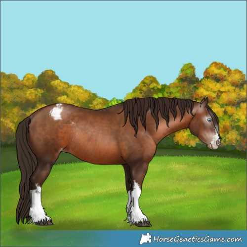 Horse Color:Gray White Spotted Brown Pearl Appaloosa Rabicano 