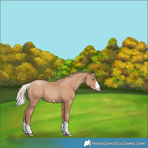 Horse Color:Silver Black Pearl 