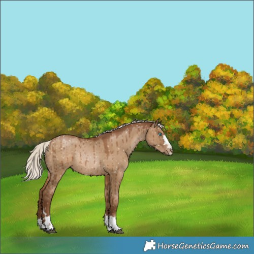 Horse Color:Gray Silver Grullo Pearl Appaloosa Rabicano Brindle 
