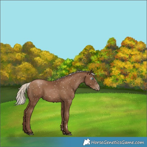 Horse Color:Gray Silver Black Pearl Appaloosa 