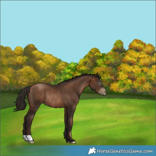 Horse Color:Gray Brown Pearl Rabicano 