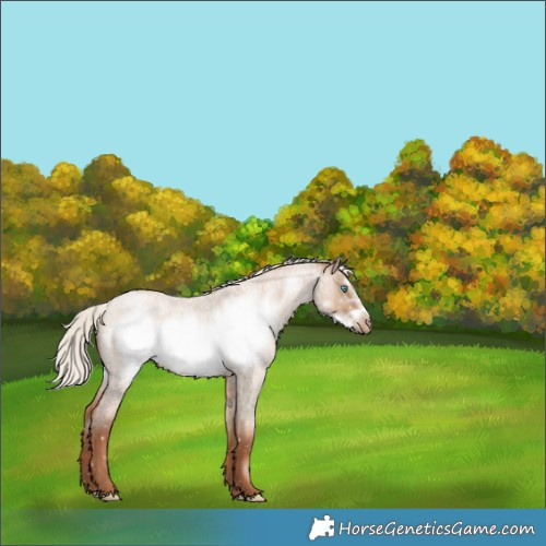 Horse Color:Silver Grullo Roan Pearl Frame Appaloosa Rabicano 