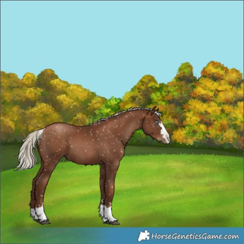 Horse Color:Gray Silver Black Pearl Appaloosa 