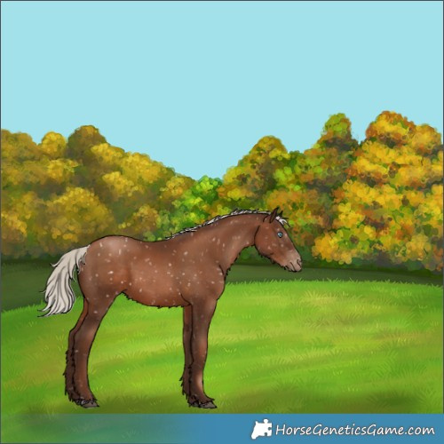 Horse Color:Gray Silver Black Pearl Snowflake Varnish