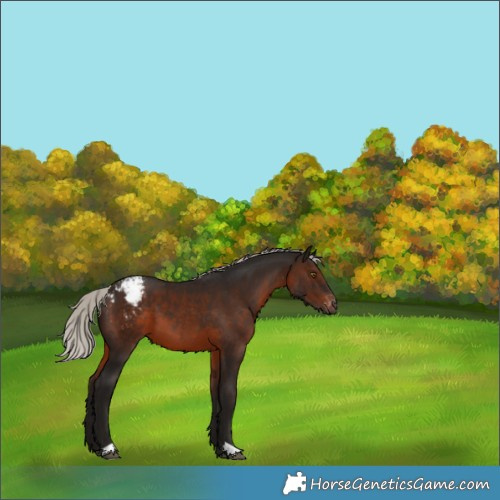 Horse Color:Gray Silver Brown Appaloosa 