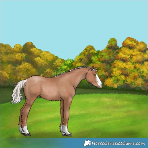 Horse Color:Silver Black Pearl Rabicano 