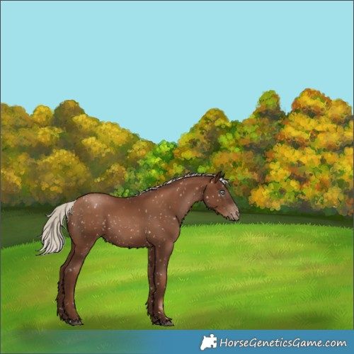 Horse Color:Gray Silver Black Pearl Snowflake Varnish 