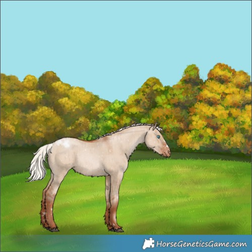 Horse Color:Silver Grullo Pearl Appaloosa Brindle 