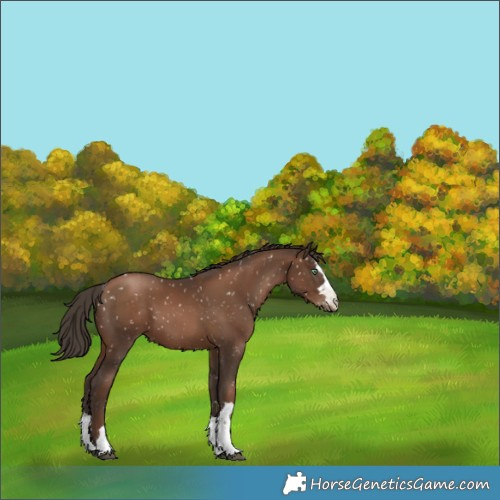 Horse Color:Gray Black Pearl Appaloosa 