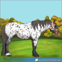Horse Color:Bay Near Leopard