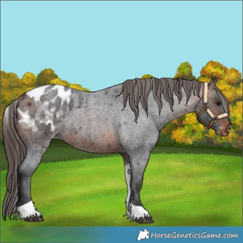Horse Color:Brown Roan Tobiano Appaloosa 