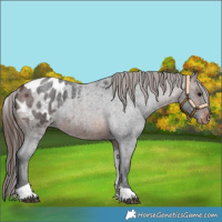 Horse Color:Brown Roan Tobiano Blanket 