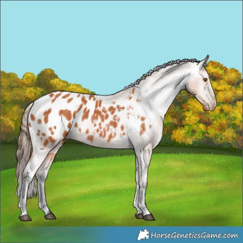 Horse Color:Bay Appaloosa 