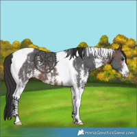 Horse Color:Brown Sabino Tobiano