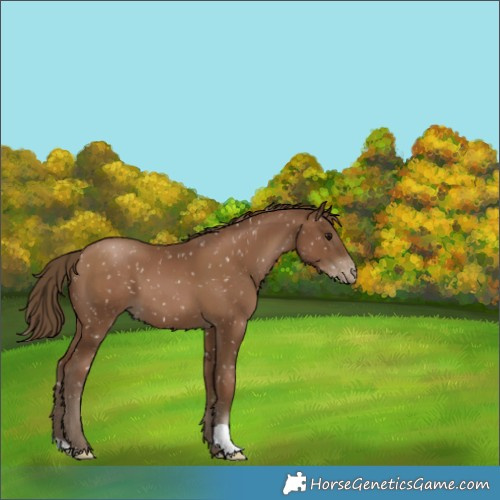 Horse Color:Gray Black Pearl Appaloosa 