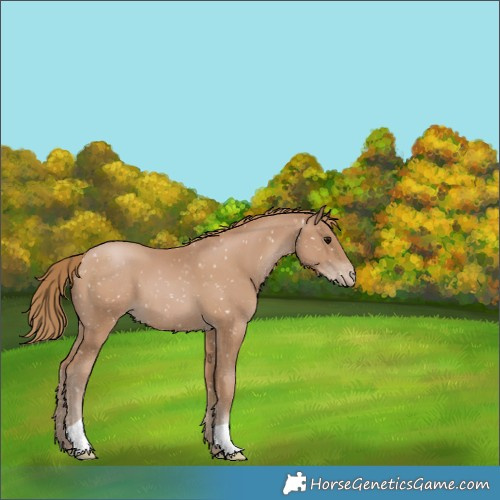 Horse Color:Black Pearl Appaloosa