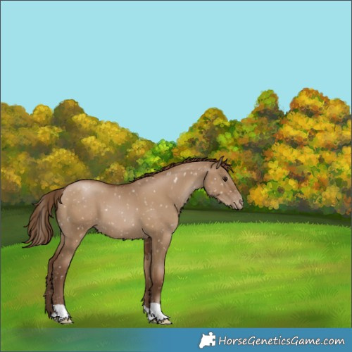 Horse Color:Gray Grullo Pearl Appaloosa