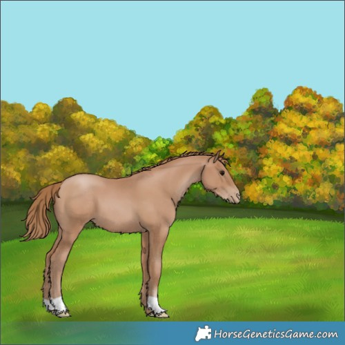 Horse Color:Black Pearl 