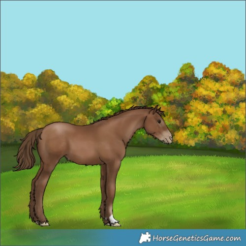 Horse Color:Gray Black Pearl 