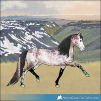 Horse Color:Bay Ice Onyx Splash Rabicano 