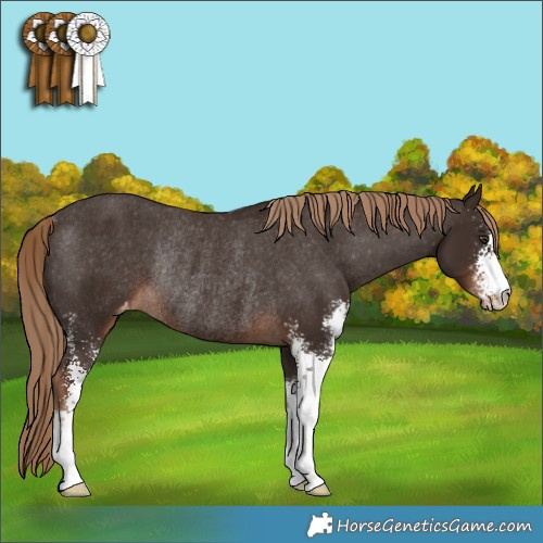 Horse Color:Liver Chestnut Sabino Appaloosa Rabicano 