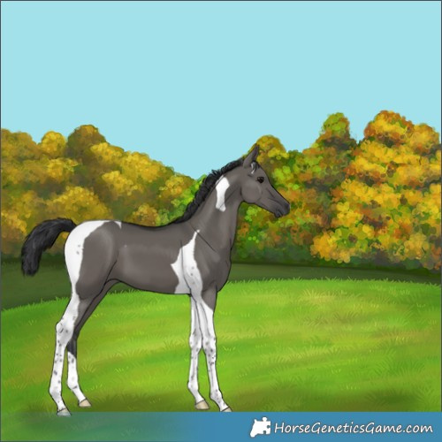 Horse Color:Grullo Tobiano 