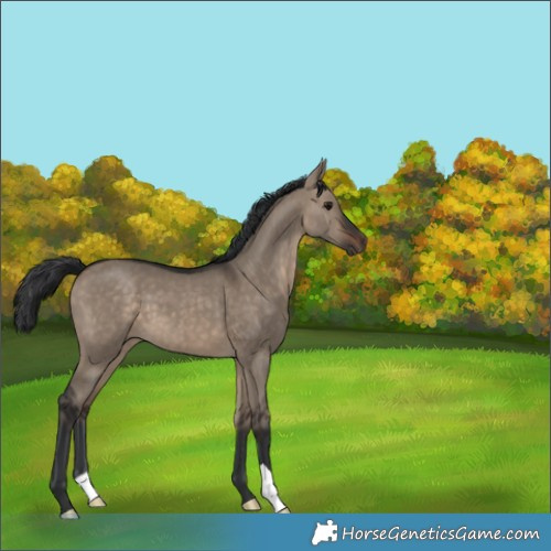 Horse Color:Brown Dun 