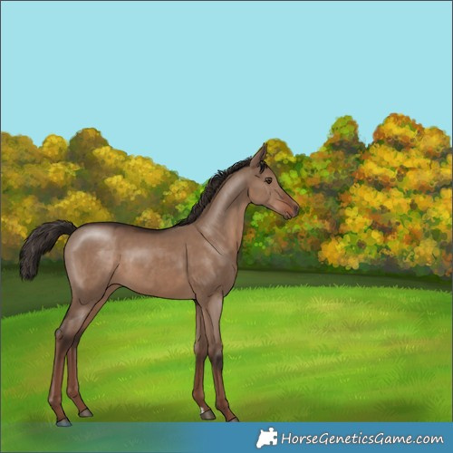 Horse Color:Liver Red Dun 