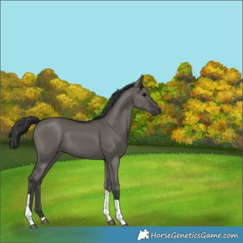 Horse Color:Grullo Tobiano 