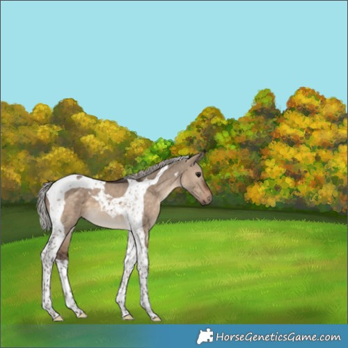 Horse Color:Silver Brown Dun Tobiano 