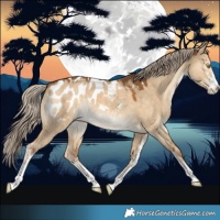 Horse Color:Chocolate Palomino Dun Sabino Blanket 