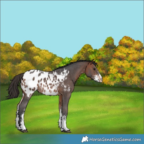 Horse Color:Bay Sabino Appaloosa 