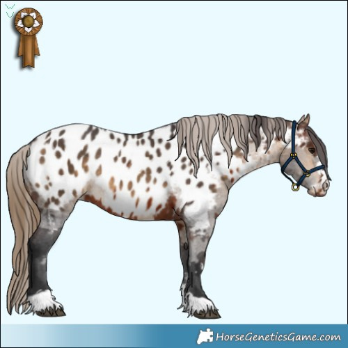 Horse Color:Brown Appaloosa  and Buckskin Appaloosa Rabicano 